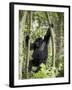 Young Mountain Gorilla Playing in the Trees, Amahoro a Group, Rwanda, Africa-James Hager-Framed Photographic Print