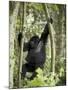 Young Mountain Gorilla Playing in the Trees, Amahoro a Group, Rwanda, Africa-James Hager-Mounted Photographic Print