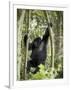 Young Mountain Gorilla Playing in the Trees, Amahoro a Group, Rwanda, Africa-James Hager-Framed Photographic Print