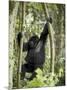 Young Mountain Gorilla Playing in the Trees, Amahoro a Group, Rwanda, Africa-James Hager-Mounted Photographic Print