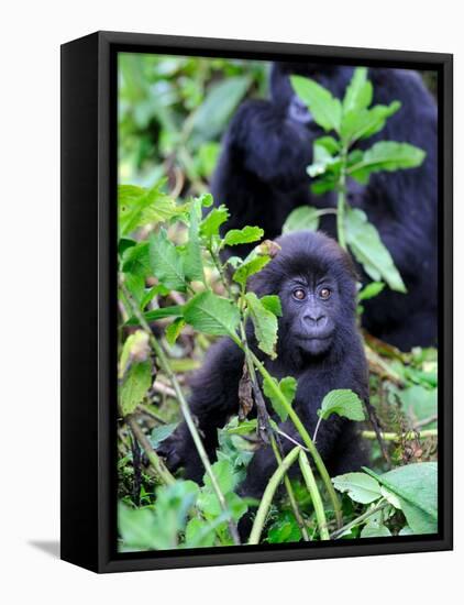 Young Mountain Gorilla Sitting, Volcanoes National Park, Rwanda, Africa-Eric Baccega-Framed Stretched Canvas