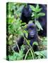 Young Mountain Gorilla Sitting, Volcanoes National Park, Rwanda, Africa-Eric Baccega-Stretched Canvas