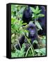 Young Mountain Gorilla Sitting, Volcanoes National Park, Rwanda, Africa-Eric Baccega-Framed Stretched Canvas