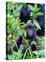 Young Mountain Gorilla Sitting, Volcanoes National Park, Rwanda, Africa-Eric Baccega-Stretched Canvas