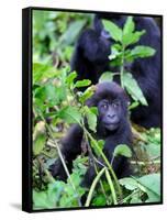 Young Mountain Gorilla Sitting, Volcanoes National Park, Rwanda, Africa-Eric Baccega-Framed Stretched Canvas