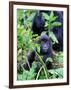 Young Mountain Gorilla Sitting, Volcanoes National Park, Rwanda, Africa-Eric Baccega-Framed Premium Photographic Print