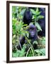 Young Mountain Gorilla Sitting, Volcanoes National Park, Rwanda, Africa-Eric Baccega-Framed Premium Photographic Print