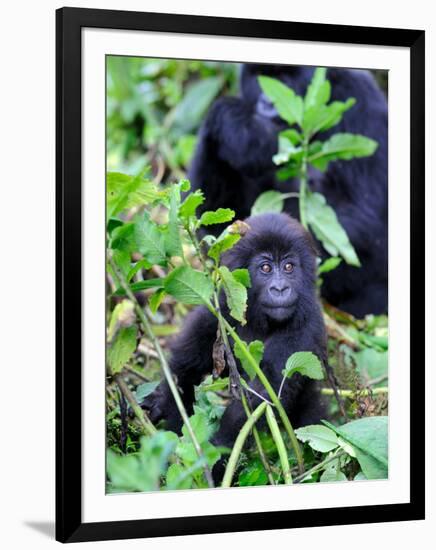 Young Mountain Gorilla Sitting, Volcanoes National Park, Rwanda, Africa-Eric Baccega-Framed Premium Photographic Print