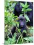 Young Mountain Gorilla Sitting, Volcanoes National Park, Rwanda, Africa-Eric Baccega-Mounted Premium Photographic Print