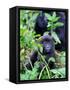 Young Mountain Gorilla Sitting, Volcanoes National Park, Rwanda, Africa-Eric Baccega-Framed Stretched Canvas