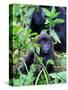 Young Mountain Gorilla Sitting, Volcanoes National Park, Rwanda, Africa-Eric Baccega-Stretched Canvas