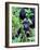 Young Mountain Gorilla Sitting, Volcanoes National Park, Rwanda, Africa-Eric Baccega-Framed Photographic Print