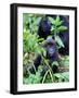 Young Mountain Gorilla Sitting, Volcanoes National Park, Rwanda, Africa-Eric Baccega-Framed Photographic Print