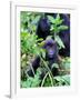 Young Mountain Gorilla Sitting, Volcanoes National Park, Rwanda, Africa-Eric Baccega-Framed Photographic Print