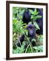 Young Mountain Gorilla Sitting, Volcanoes National Park, Rwanda, Africa-Eric Baccega-Framed Photographic Print