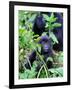 Young Mountain Gorilla Sitting, Volcanoes National Park, Rwanda, Africa-Eric Baccega-Framed Photographic Print