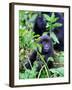 Young Mountain Gorilla Sitting, Volcanoes National Park, Rwanda, Africa-Eric Baccega-Framed Photographic Print