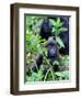 Young Mountain Gorilla Sitting, Volcanoes National Park, Rwanda, Africa-Eric Baccega-Framed Photographic Print