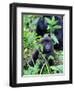 Young Mountain Gorilla Sitting, Volcanoes National Park, Rwanda, Africa-Eric Baccega-Framed Photographic Print