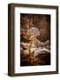 Young Mountain Larch 2-Ursula Abresch-Framed Photographic Print