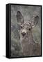 Young Mule Deer (Odocoileus Hemionus) in a Snow Storm in the Spring-James Hager-Framed Stretched Canvas