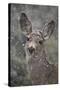 Young Mule Deer (Odocoileus Hemionus) in a Snow Storm in the Spring-James Hager-Stretched Canvas