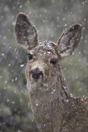 https://imgc.allpostersimages.com/img/posters/young-mule-deer-odocoileus-hemionus-in-a-snow-storm-in-the-spring_u-L-PSY1L10.jpg?artPerspective=n