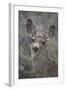 Young Mule Deer (Odocoileus Hemionus) in a Snow Storm in the Spring-James Hager-Framed Photographic Print