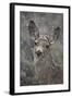 Young Mule Deer (Odocoileus Hemionus) in a Snow Storm in the Spring-James Hager-Framed Photographic Print