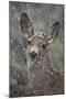 Young Mule Deer (Odocoileus Hemionus) in a Snow Storm in the Spring-James Hager-Mounted Photographic Print