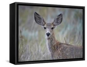 Young Mule Deer (Odocoileus Hemionus)-James Hager-Framed Stretched Canvas