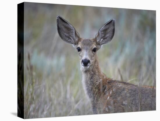 Young Mule Deer (Odocoileus Hemionus)-James Hager-Stretched Canvas