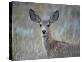 Young Mule Deer (Odocoileus Hemionus)-James Hager-Stretched Canvas