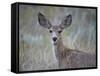 Young Mule Deer (Odocoileus Hemionus)-James Hager-Framed Stretched Canvas