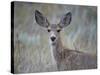 Young Mule Deer (Odocoileus Hemionus)-James Hager-Stretched Canvas