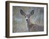 Young Mule Deer (Odocoileus Hemionus)-James Hager-Framed Photographic Print