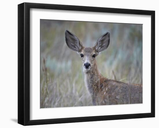 Young Mule Deer (Odocoileus Hemionus)-James Hager-Framed Photographic Print