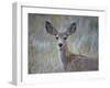 Young Mule Deer (Odocoileus Hemionus)-James Hager-Framed Photographic Print
