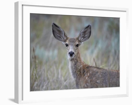 Young Mule Deer (Odocoileus Hemionus)-James Hager-Framed Photographic Print