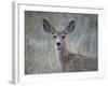 Young Mule Deer (Odocoileus Hemionus)-James Hager-Framed Photographic Print