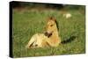 Young Mustang Wild Horse Colt Resting in Meadow-null-Stretched Canvas