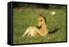 Young Mustang Wild Horse Colt Resting in Meadow-null-Framed Stretched Canvas