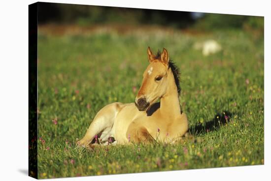 Young Mustang Wild Horse Colt Resting in Meadow-null-Stretched Canvas