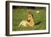 Young Mustang Wild Horse Colt Resting in Meadow-null-Framed Photographic Print