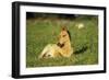 Young Mustang Wild Horse Colt Resting in Meadow-null-Framed Photographic Print