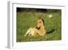 Young Mustang Wild Horse Colt Resting in Meadow-null-Framed Photographic Print