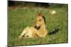 Young Mustang Wild Horse Colt Resting in Meadow-null-Mounted Photographic Print