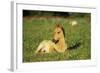 Young Mustang Wild Horse Colt Resting in Meadow-null-Framed Photographic Print