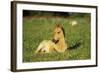 Young Mustang Wild Horse Colt Resting in Meadow-null-Framed Photographic Print