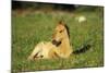 Young Mustang Wild Horse Colt Resting in Meadow-null-Mounted Photographic Print